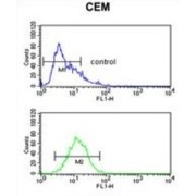 Hemopexin (HPX) Antibody