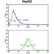 Signal Peptidase Complex Subunit 3 (SPCS3) Antibody