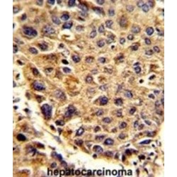 Signal Peptidase Complex Subunit 3 (SPCS3) Antibody