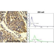 Protein Wnt-4 (WNT4) Antibody