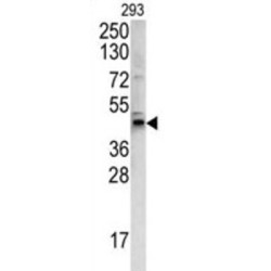 Protein Wnt-4 (WNT4) Antibody