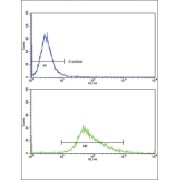 Protein Wnt-4 (WNT4) Antibody