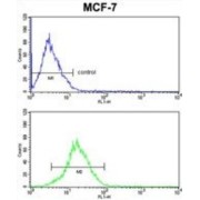 Keratin 13 (KRT13) Antibody