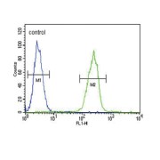 Thyroxine Binding Globulin / TBG (SERPINA7) Antibody