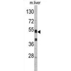 Antithrombin-III (SERPINC1) Antibody