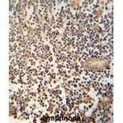 MCA1 Antibody