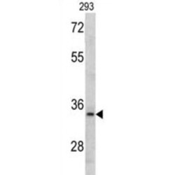 MCA1 Antibody