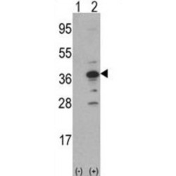 MCA1 Antibody