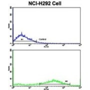 Fascin (FSCN1) Antibody