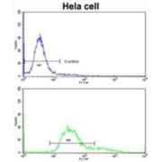 Translocase of Outer Mitochondrial Membrane 70A (TOMM70A) Antibody