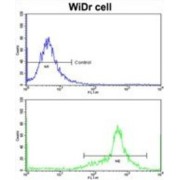 Insulin Like Growth Factor Binding Protein 6 (IGFBP6) Antibody