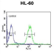 Apolipoprotein L4 (APOL4) Antibody