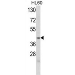 Apolipoprotein L4 (APOL4) Antibody