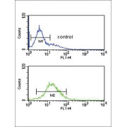 Granzyme M (GZMM) Antibody