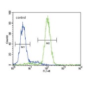 Hydroxymethylglutaryl-CoA Synthase, Mitochondrial (HMGCS2) Antibody