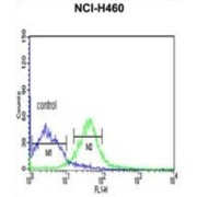 Protein Kinase, cAMP Dependent Catalytic Alpha (PRKACA) Antibody