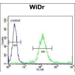 Transcription Factor P65 (RELA) Antibody