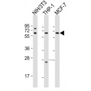 WB analysis of (1) NIH/3T3, (2) THP-1 and (3) MCF-7 whole cell lysates (20 µg/lane). Predicted band size : 60 kDa. Blocking/Dilution buffer: 5% NFDM/TBST.