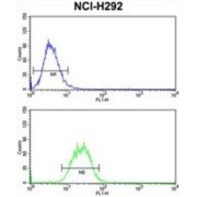 Small Nuclear Ribonucleoprotein D2 Polypeptide (SNRPD2) Antibody