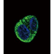 Fibrinogen Alpha (FGA) Antibody