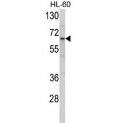 Enterotoxin Type H (ENTH) Antibody