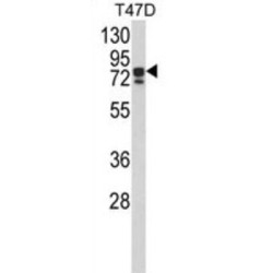 KH-Type Splicing Regulatory Protein (KHSRP) Antibody