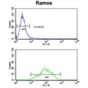 Electron Transferring Flavoprotein Dehydrogenase (ETFDH) Antibody