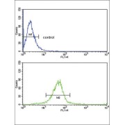 Glutathione S Transferase Mu 1 (GSTM1) Antibody