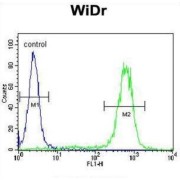 Calreticulin (CALR) Antibody