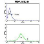 Dimethylaniline Monooxygenase [N-Oxide-Forming] 3 (FMO3) Antibody