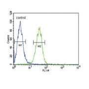 Cartilage Oligomeric Matrix Protein (COMP) Antibody