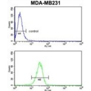 GRB2-Associated-Binding Protein 2 (GAB2) Antibody