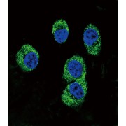 MAPK/MAK/MRK Overlapping Kinase (MOK) Antibody