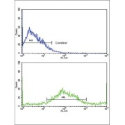 Secretion Associated Ras Related GTPase 1A (SAR1A) Antibody