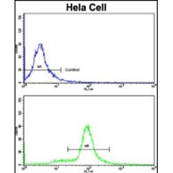 Signal Recognition Particle Subunit SRP72 (SRP72) Antibody