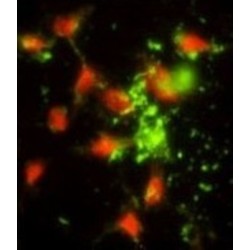 Signal Recognition Particle Subunit SRP72 (SRP72) Antibody