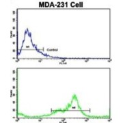 Transitional Endoplasmic Reticulum ATPase (VCP) Antibody