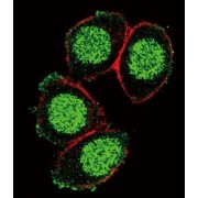 Paired Box Protein Pax-6 (PAX6) Antibody