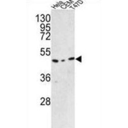 C9orf156 Antibody