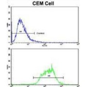 NADH Dehydrogenase 5 (ND5) Antibody