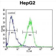 Beta-Hexosaminidase Subunit Alpha (HEXA) Antibody