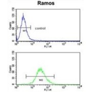 Complement Receptor 2 / CD21 (CR2) Antibody