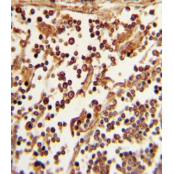 L-Selectin / CD62L (SELL) Antibody