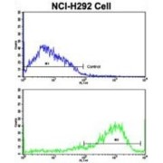 Interferon Gamma Receptor 2 (IFNGR2) Antibody