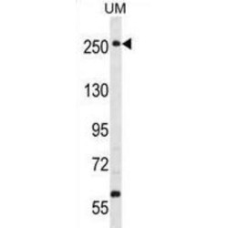 WNK Lysine Deficient Protein Kinase 3 (WNK3) Antibody