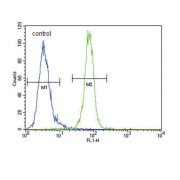 RAC-Alpha Serine/threonine-Protein Kinase (AKT1) Antibody