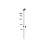 Homeobox Protein MOX-1 (MOX1) Antibody