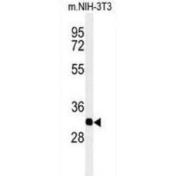 Prohibitin-2 (PHB2) Antibody