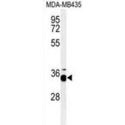 Prohibitin-2 (PHB2) Antibody