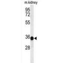 Prohibitin-2 (PHB2) Antibody